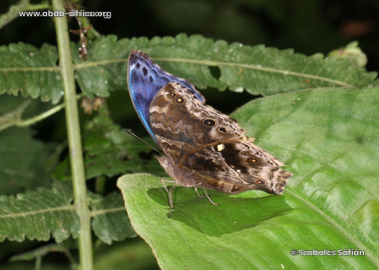 Protogoniomorpha temora (Felder & Felder, 1867)
